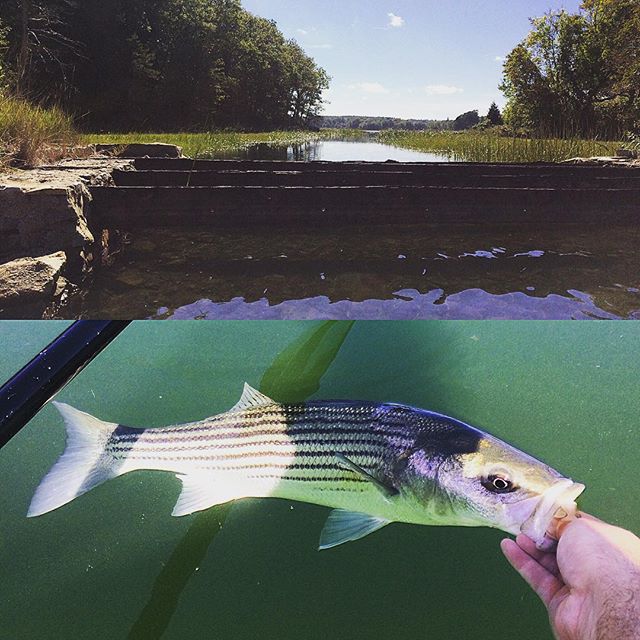 Kayak Trolling for Schoolie Stripers on the Gulf River