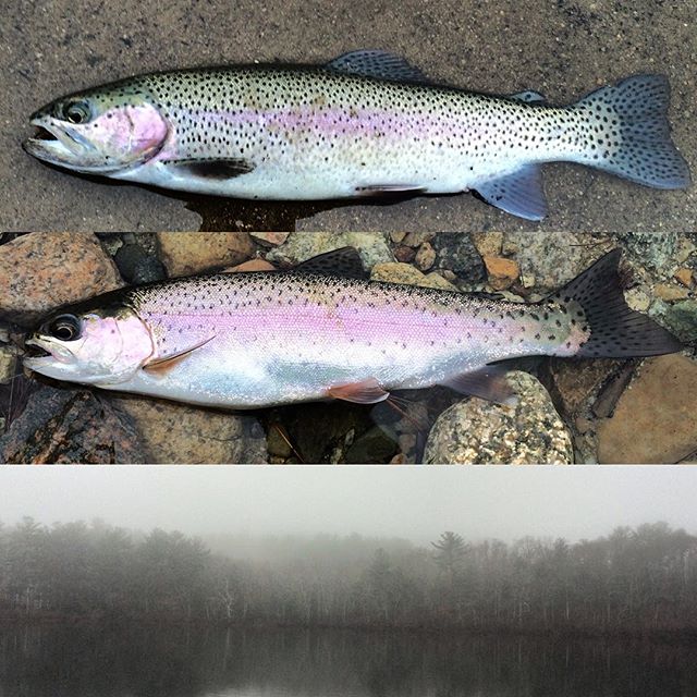 how to catch trout in new england ponds