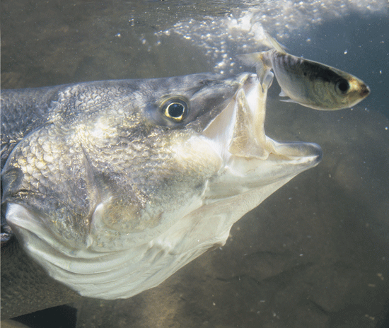 Striped Bass Surf Fishing Tackle