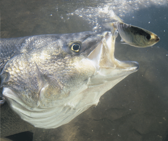 Top Striped Bass Techniques for Inshore Fishing