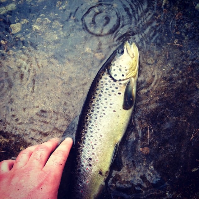 brown trout