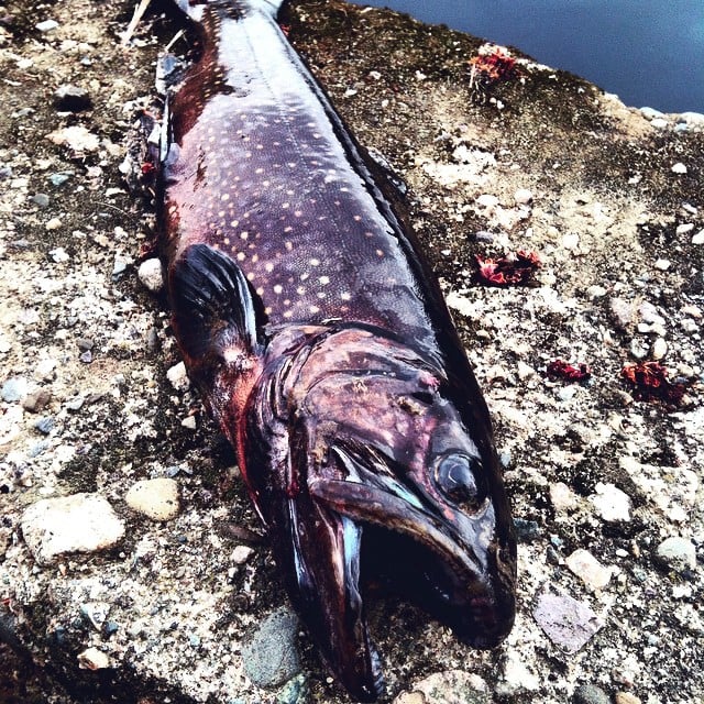 brook trout