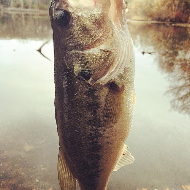 largemouth