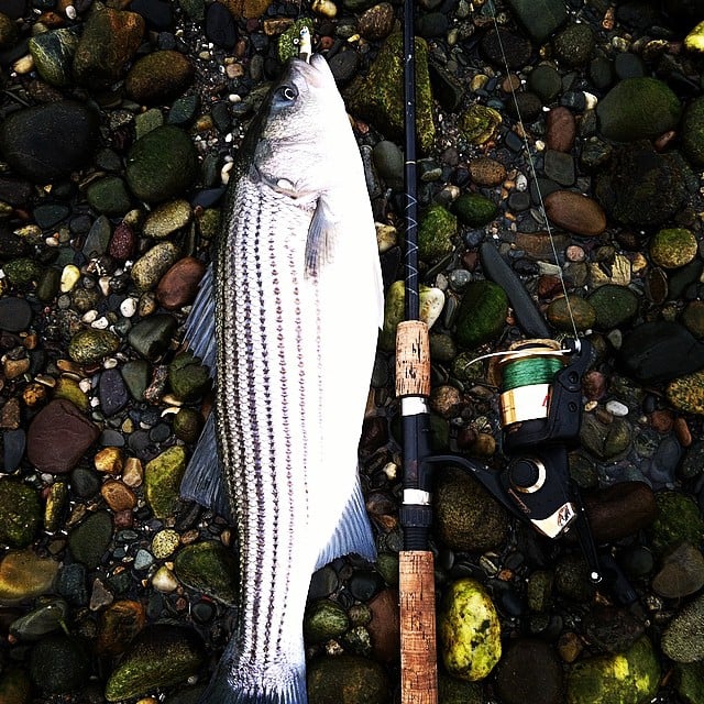 Best lures for night striper fishing 