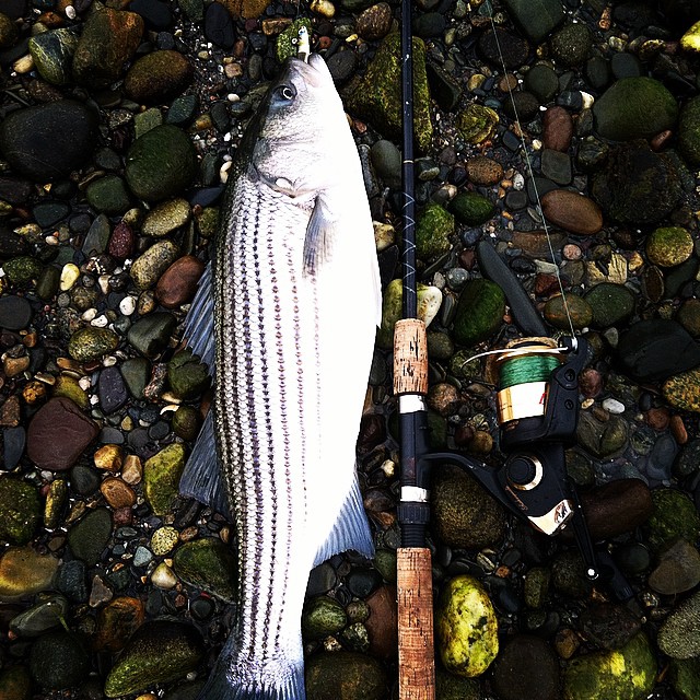 Stripers 101 Top Striped Bass Fishing New England Tips