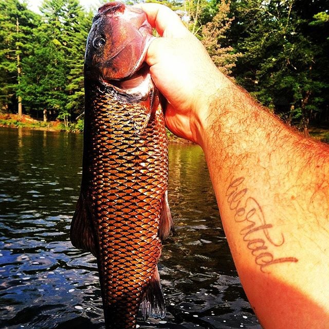 river chub