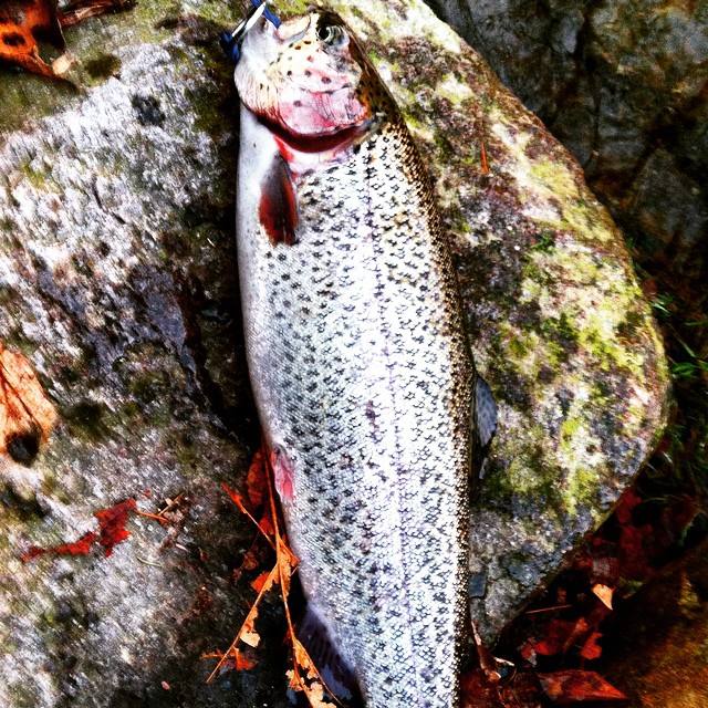 rainbowtrout-1.jpg